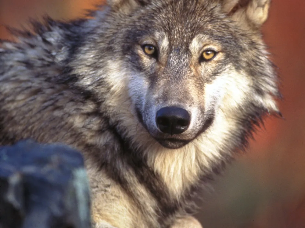 Gray wolves were occupying territories throughout Idaho last year, but the overall population fell.