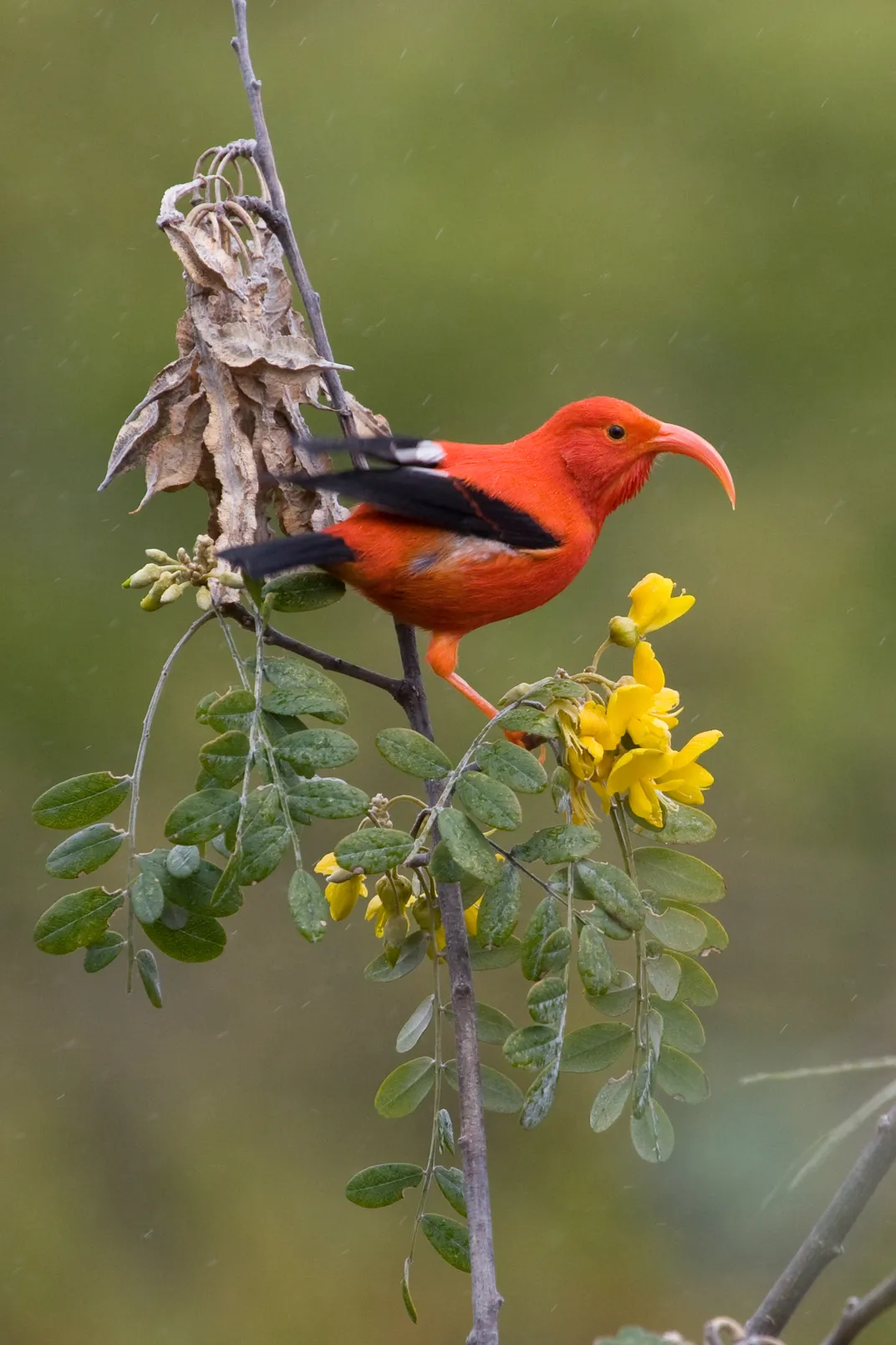 Bright red bird with hooked beak
