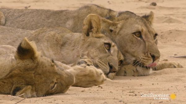 Preview thumbnail for Hostile Lioness Withholds Food from Hungry Orphaned Cubs