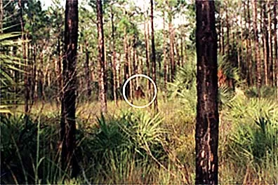 On the Trail of Florida's Bigfoot—the Skunk Ape