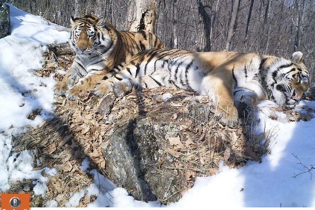 two tigers lounging together in snow and forest