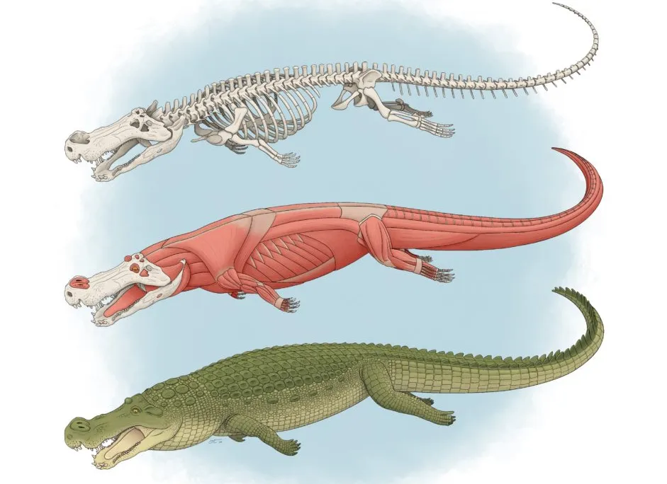 Deinosuchus