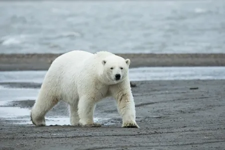Polar bears live in rugged, hard-to-reach places in the Arctic.