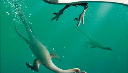 World&rsquo;s First Swimming Dinosaur Discovered in Mongolia