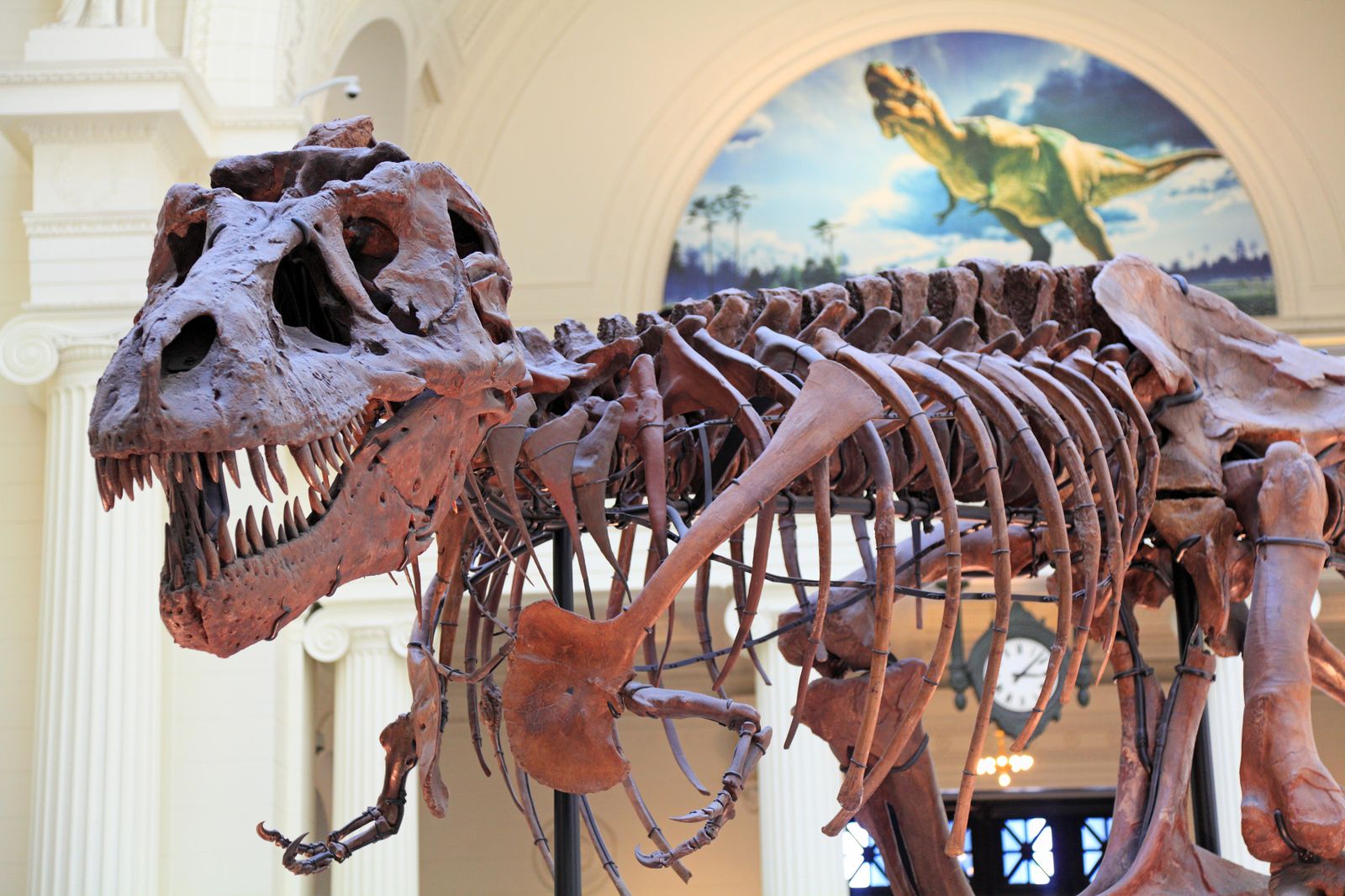 Preserve and Protect: How Paleontologists Care for Their Long-Dead,  High-Maintenance Stars | Science| Smithsonian Magazine