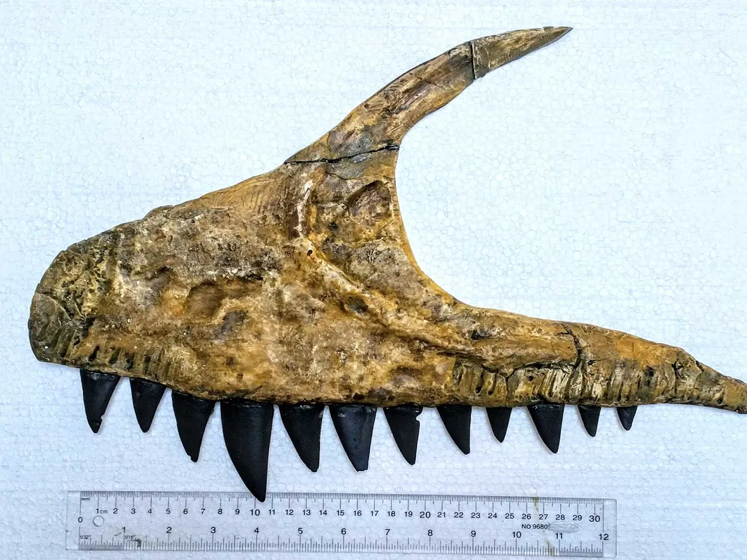 Ulughbegsaurus Jaw