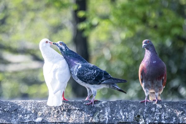 Jealous dove thumbnail