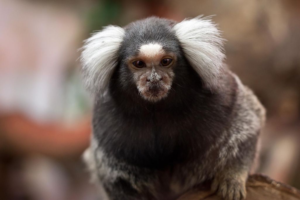 Common Marmoset 