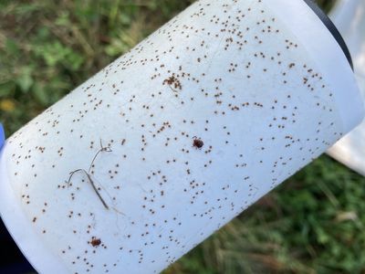 Researchers at the Ohio State University collected 9,287 Asian longhorned ticks in just 90 minutes using lint rollers.