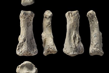Several views of a fossilized finger bone found Al Wusta site, Saudi Arabia.