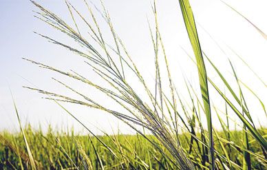 Researchers have been looking far and wide for biofuel sources, including switchgrass.