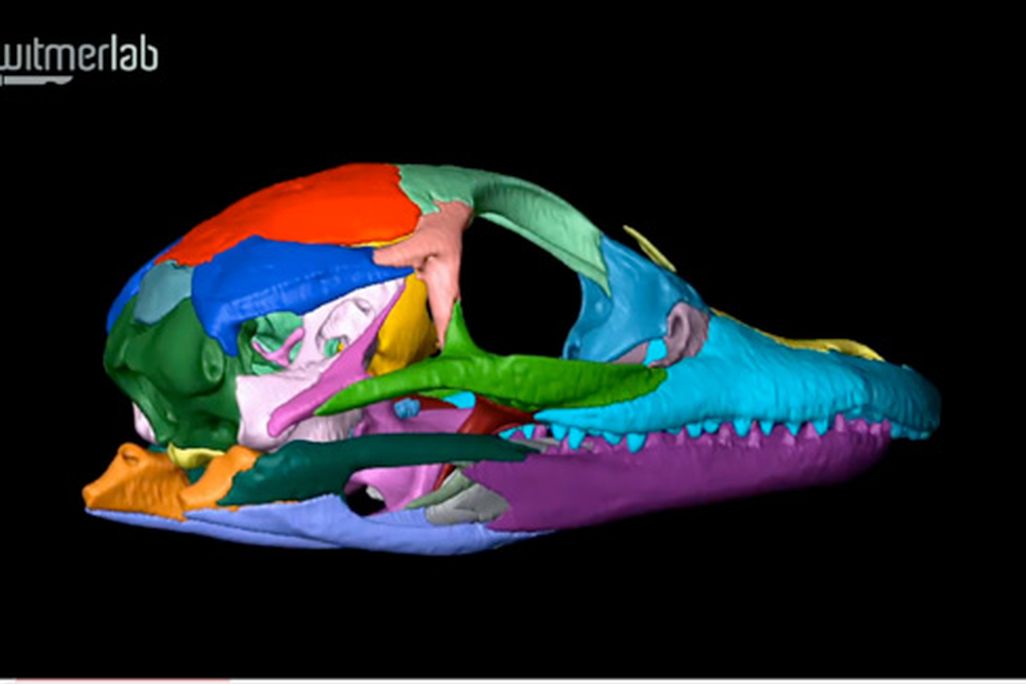 20110520083319witmer-lab-3d-alligator.jpg