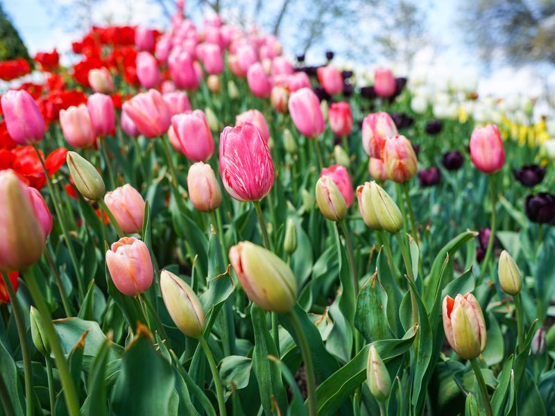 Tulips at the Tulip festival In Bowral NSW | Smithsonian Photo Contest ...