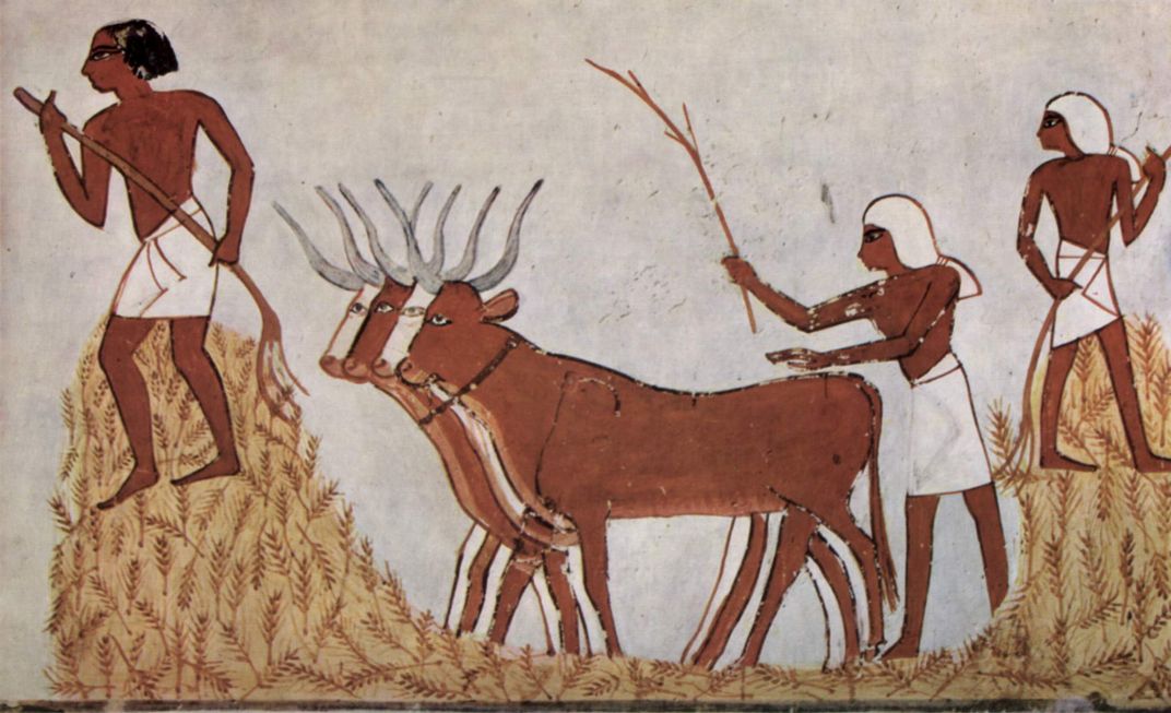 An illustration of the threshing of grain in ancient Egypt