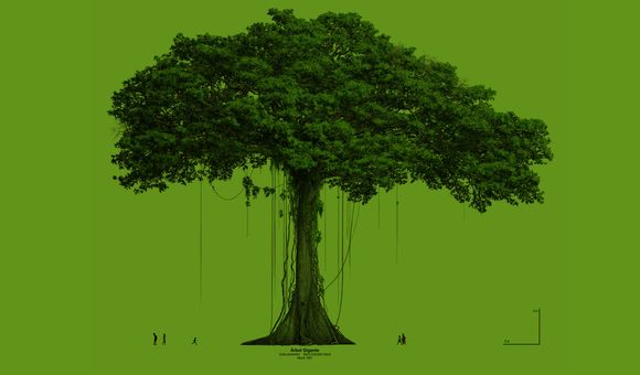Illustration from the cover of "The First 100 Years of Research on Barro Colorado: Plant and Ecosystem Science (Volumes 1 and 2)"