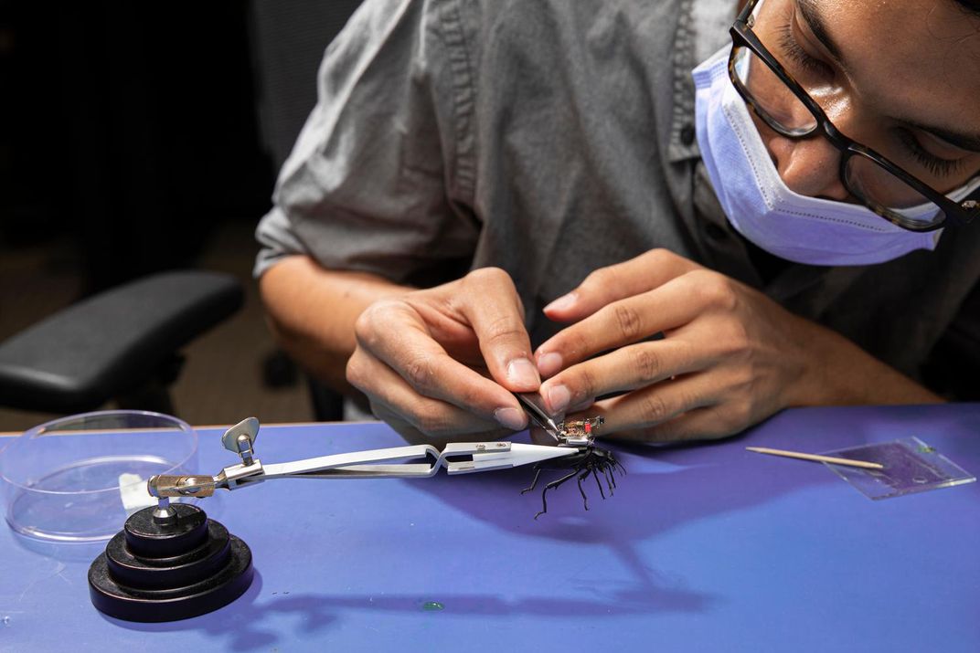 Co-lead author Vikram Iyer, a UW doctoral student in electrical and computer engineering, attaches the camera system to a Pinacate beetle.
