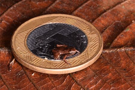 A&nbsp;Brazilian flea toad sits on a Brazilian real. The coin is 27 millimeters across.