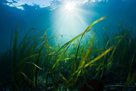 Some seagrasses are linked to lower levels of gastroenteritis-causing pathogens in the water.&nbsp;