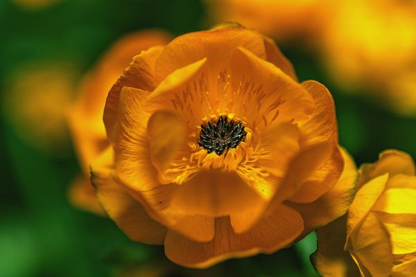 Asiatic globeflower thumbnail