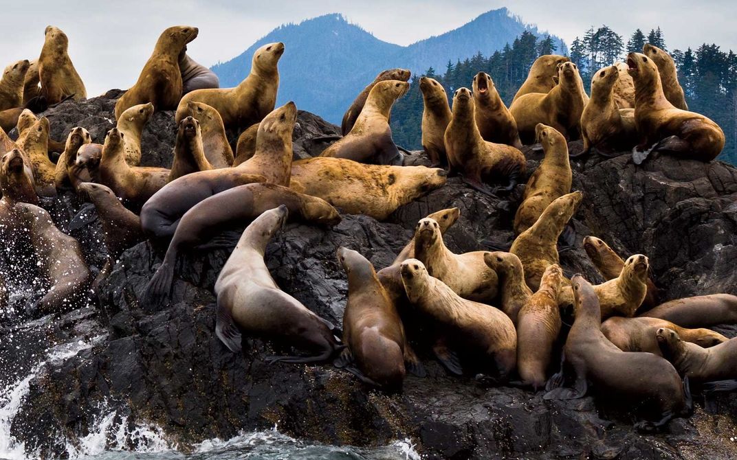 Sea lions