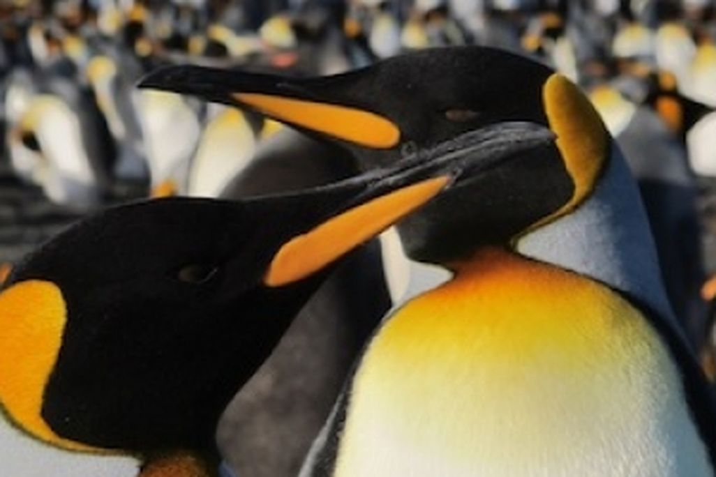 King penguins are the second largest species of penguin