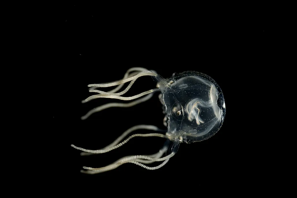Translucent jellyfish against black backdrop