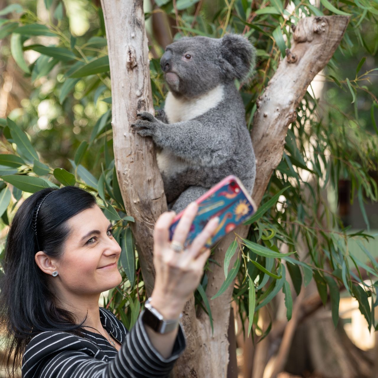 その他 THE KOALA: A Natural History Amazon.com: Koala: A Natural