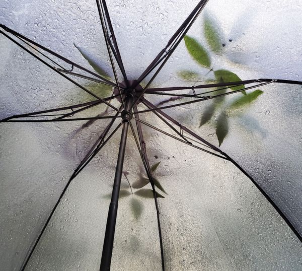 Wet leaves on umbrella in the rain thumbnail