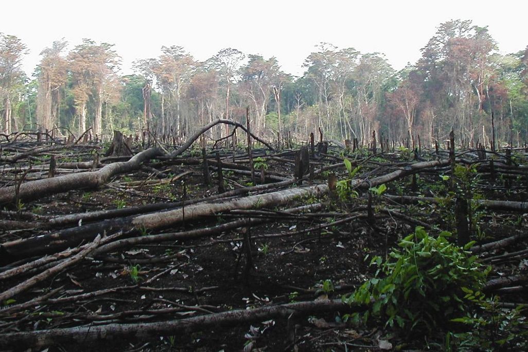 Guatemala Forest