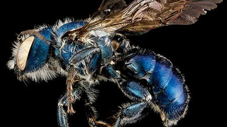 Osmia chalybea, Cumberland Island National Seashore, Georgia
