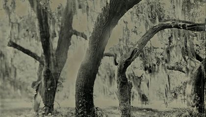 The Live Oak Tree Has Withstood the Ravages of History