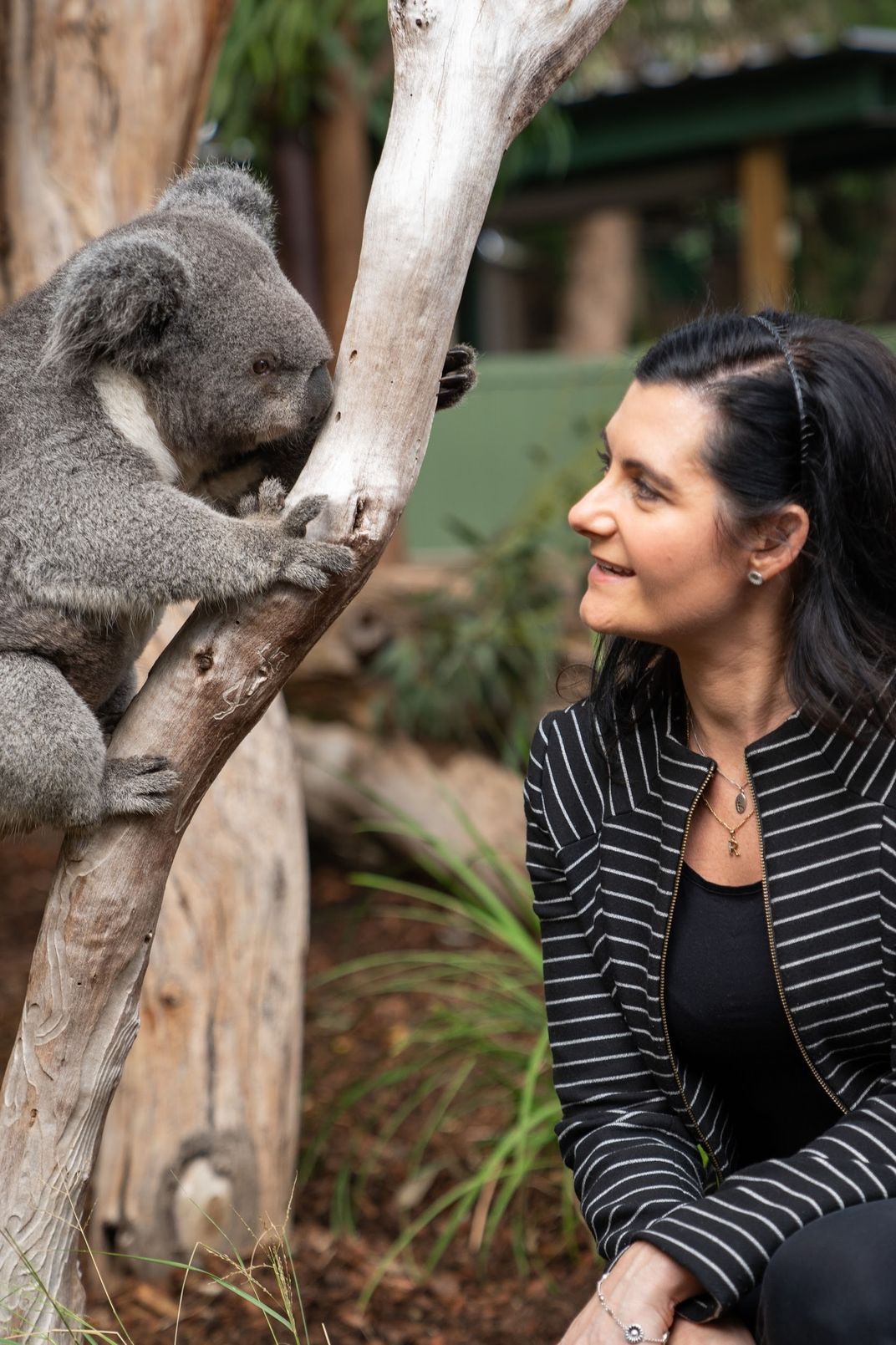 Person looking into the face of a koala in a tree.