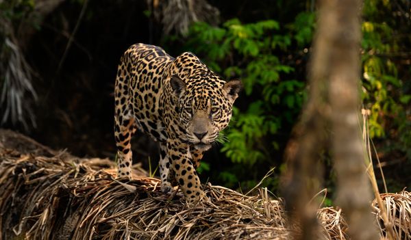 jaguar female thumbnail