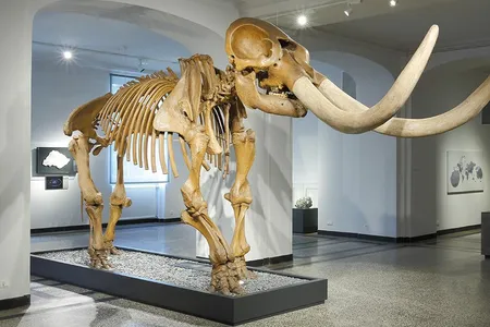 This marks the first time the fossil has been back in America since 1847, when it made its way through Europe and ultimately ended up at The Hessisches Landesmuseum Darmstadt in Germany.  
