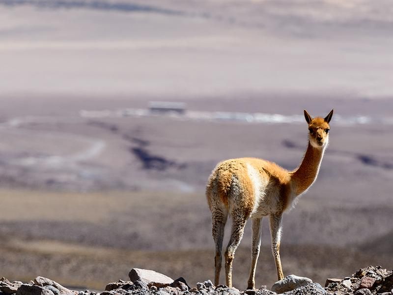 Vicuna in Chile