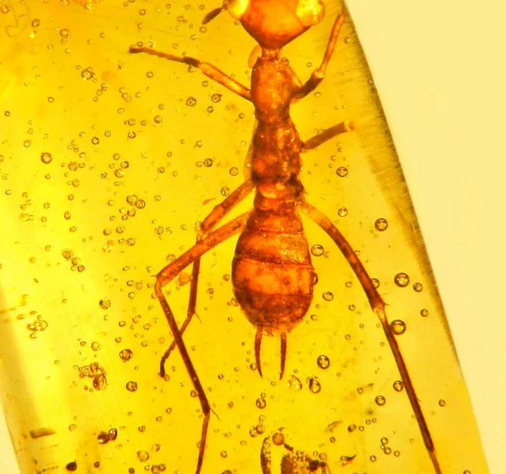 New Order Insect