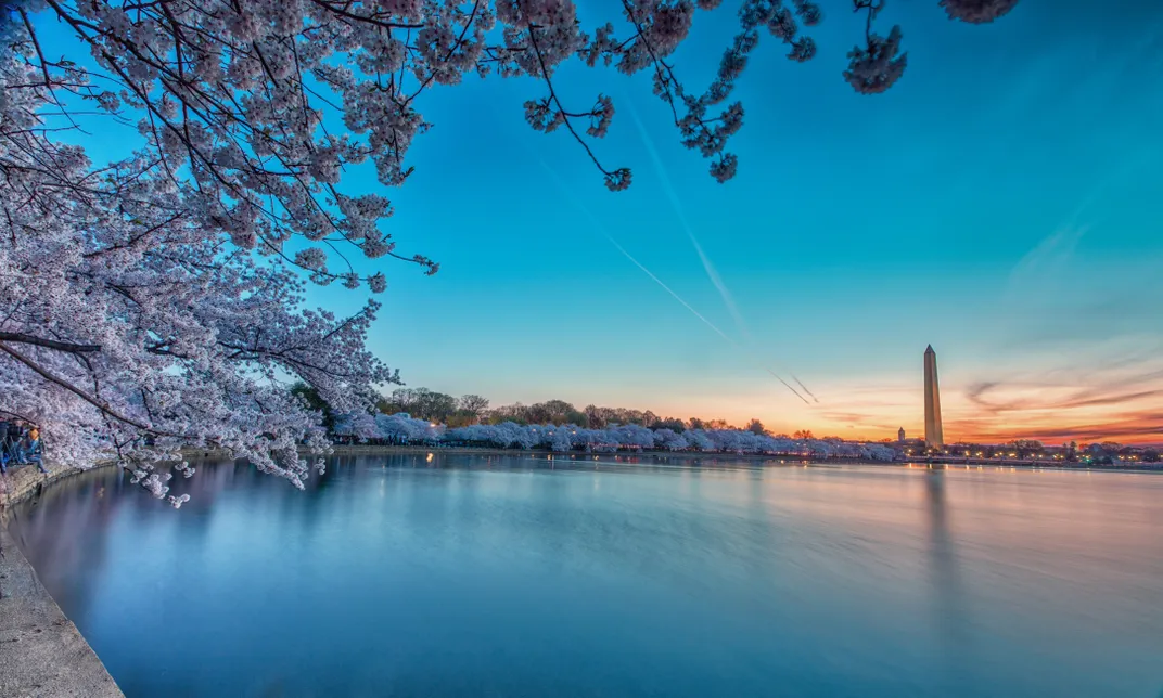 Cherry blossom trees encircle the Tidal Basin