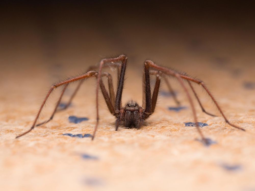 Dozens of Insects and Spiders May Live in Every Room of Your House