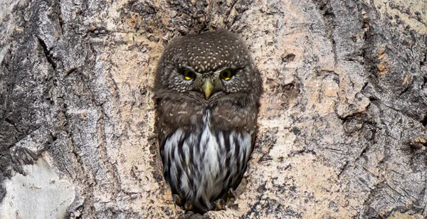 Mini Owl Hanging out in an Aspen Tree. thumbnail