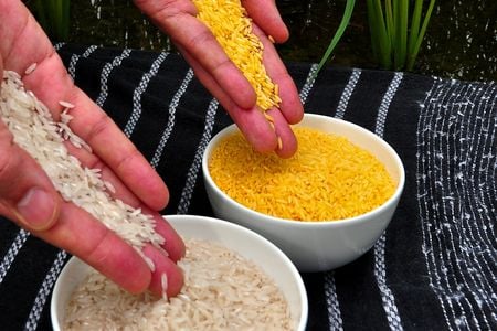Engineered with genes that boost its beta-carotene content, golden rice (top) comes with a yellowish hue that makes it stand out from typical white rice (bottom)