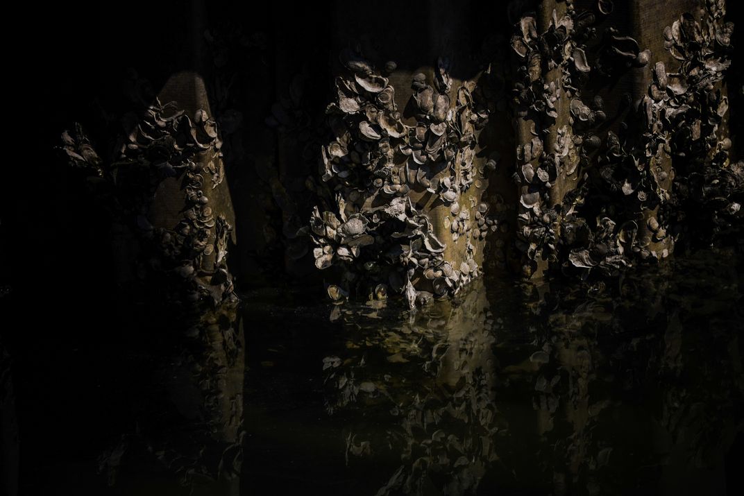 Art of shells | Smithsonian Photo Contest | Smithsonian Magazine