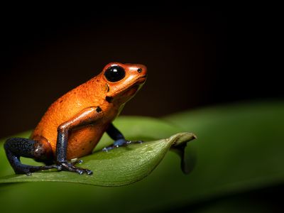 Blue jeans poison dart frogs cannot be handled since their skin&mdash;not made of denim&mdash;is extremely toxic.

&nbsp;