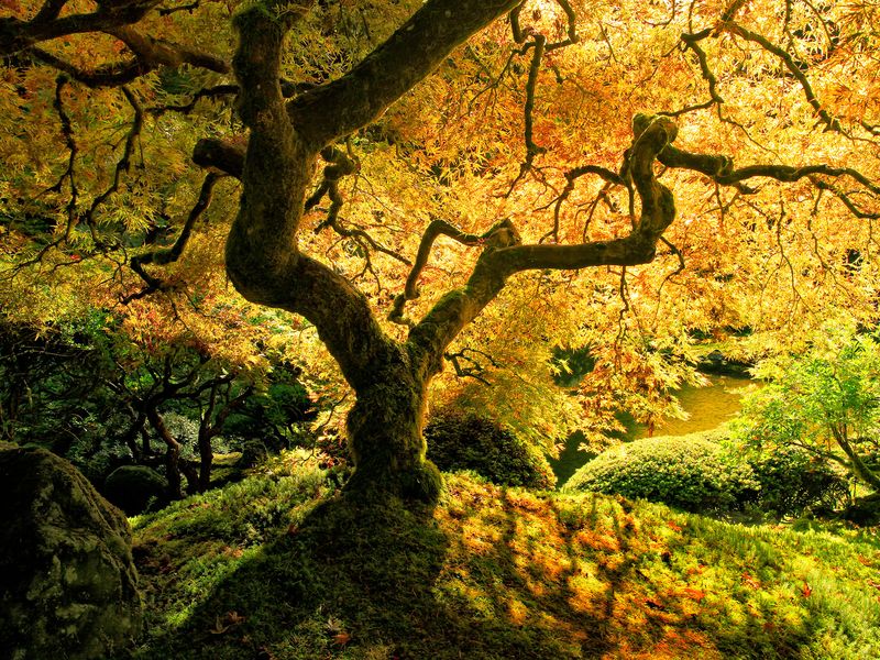 Tree in Japanese Garden | Smithsonian Photo Contest | Smithsonian Magazine