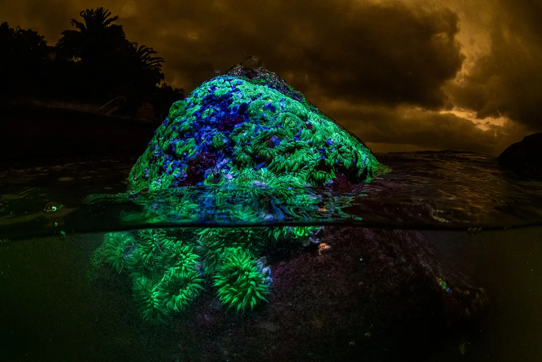 Aggregating Anemones Under UV Light