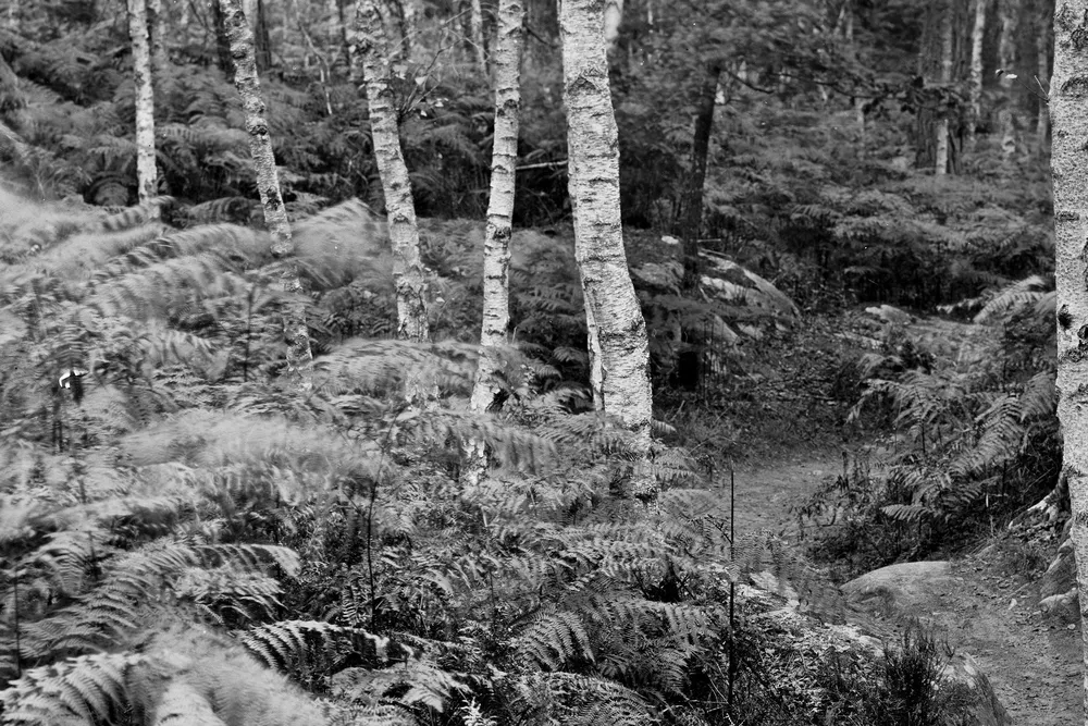 Footpath on Denecourt Trail No. 6 