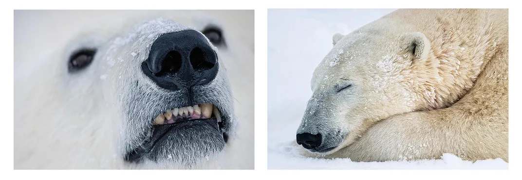 Polar Bear Faces Diptych