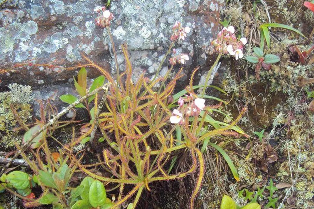 drosera magnifica first.jpg