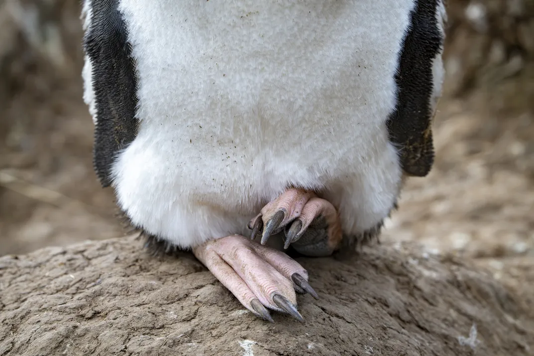A rockhopper stands on a guano-speckled rock. Its long claws are essential for scaling the steep cliffs that rockhoppers prefer for nesting areas.