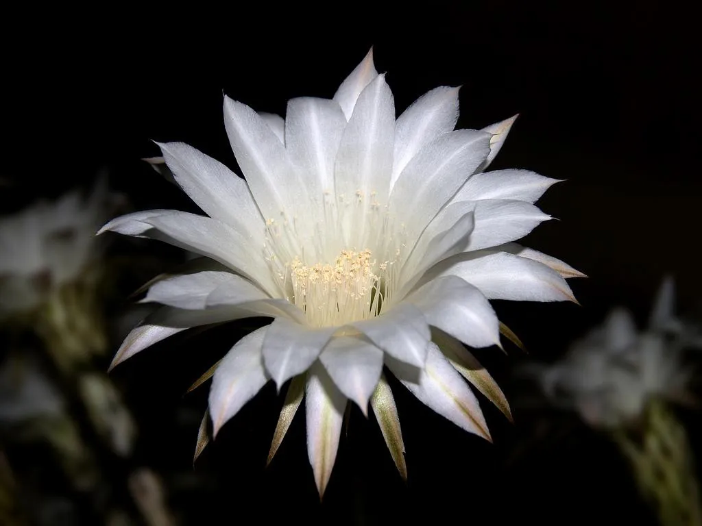 For The First Time In 71 Years The Worlds Most Beautiful Flower