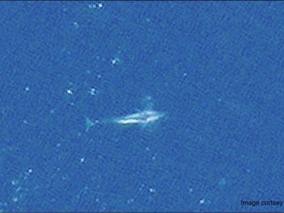 A fin whale picked out from satellite imagery